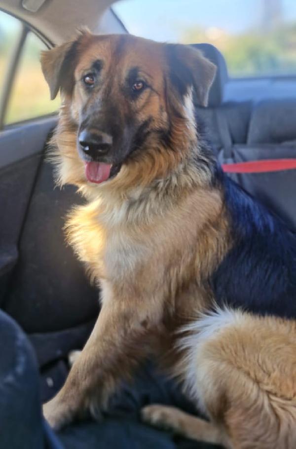 Panko, un coccolone da adottare Foto 4